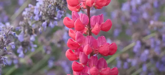 Garten-Lupine 'Red Rum'®