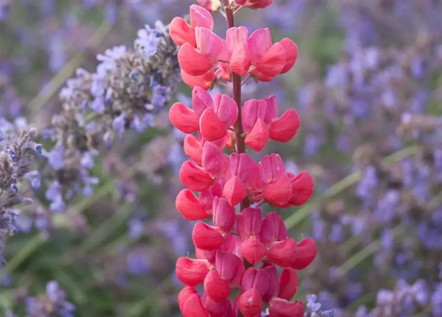 Garten-Lupine 'Red Rum'®