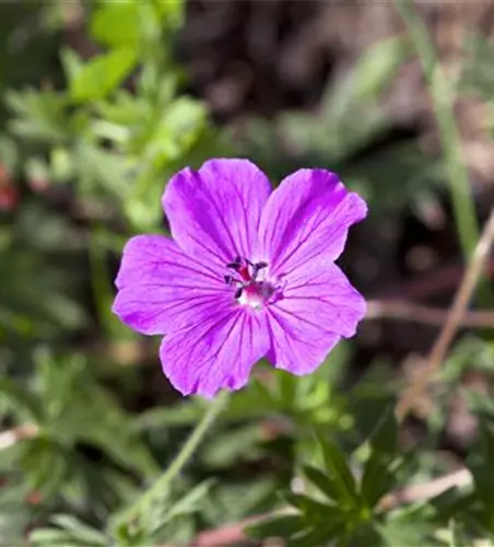 Garten-Blut-Storchschnabel 'Tiny Monster'