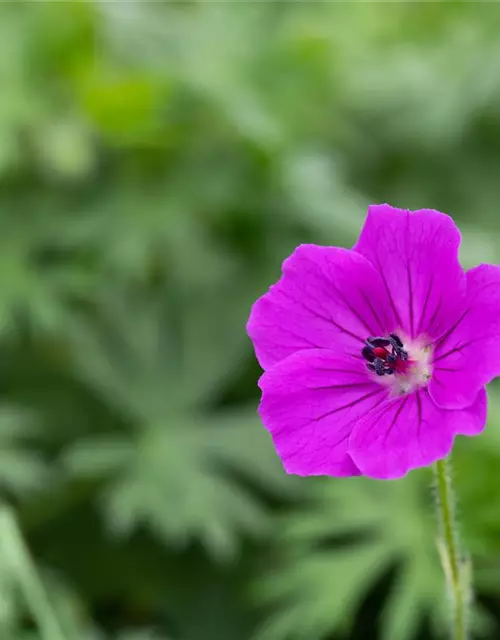 Garten-Blut-Storchschnabel 'Tiny Monster'