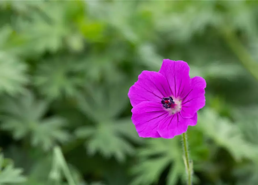 Garten-Blut-Storchschnabel 'Tiny Monster'