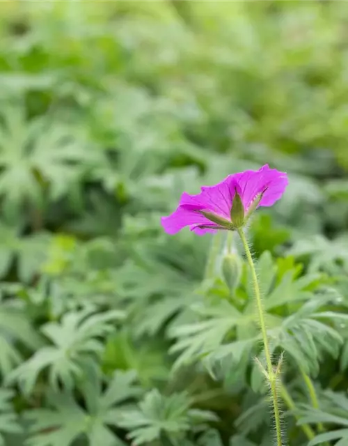 Garten-Blut-Storchschnabel 'Tiny Monster'