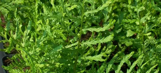 Garten-Schellenbaum-Wurmfarn 'Linearis Polydactyla'