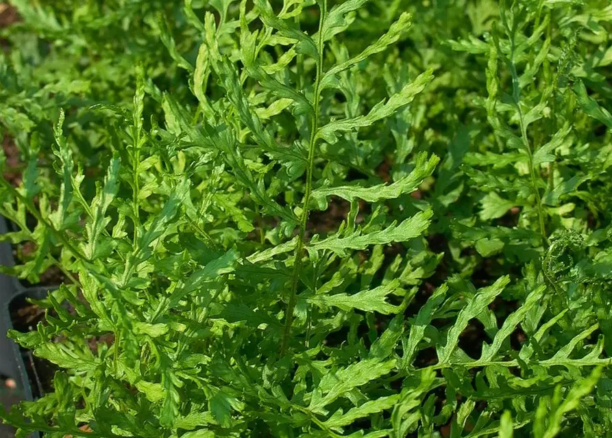 Garten-Schellenbaum-Wurmfarn 'Linearis Polydactyla'