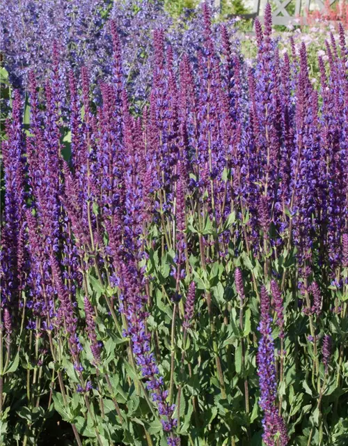 Garten-Blüten-Salbei 'Tänzerin'