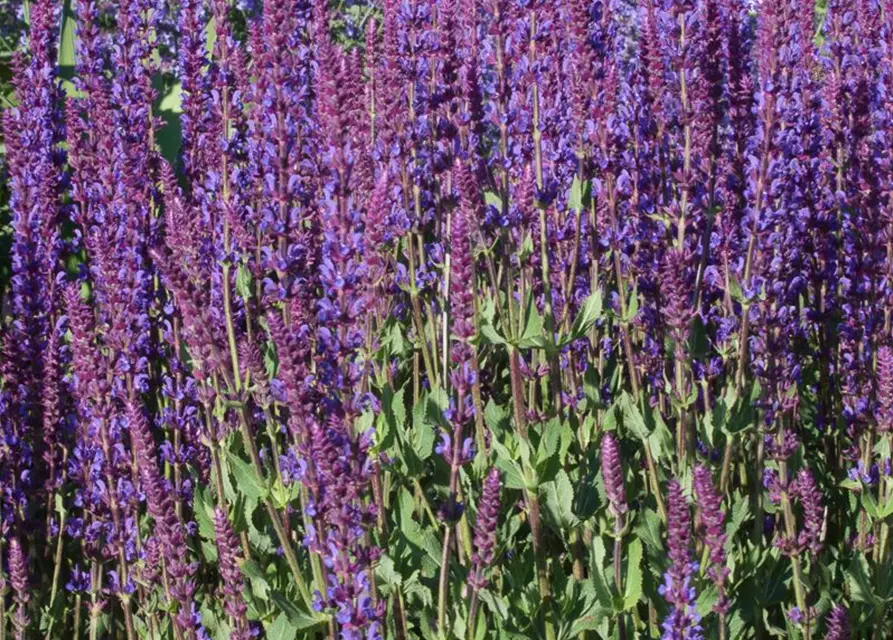 Garten-Blüten-Salbei 'Tänzerin'