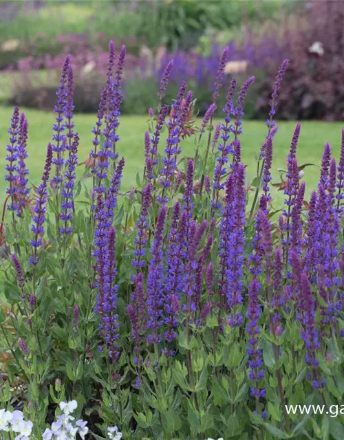 Garten-Blüten-Salbei 'Tänzerin'