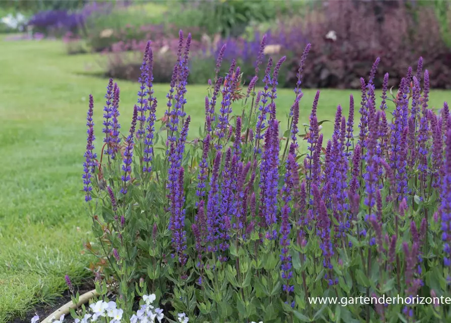 Garten-Blüten-Salbei 'Tänzerin'