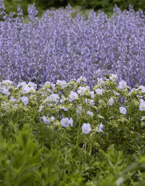 Garten-Blüten-Salbei 'Tänzerin'