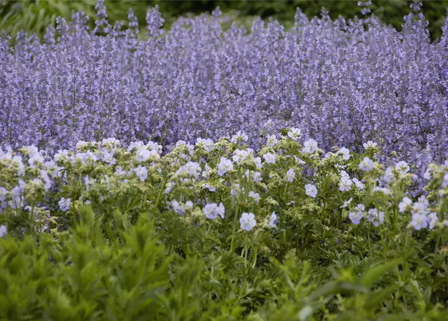 Garten-Blüten-Salbei 'Tänzerin'