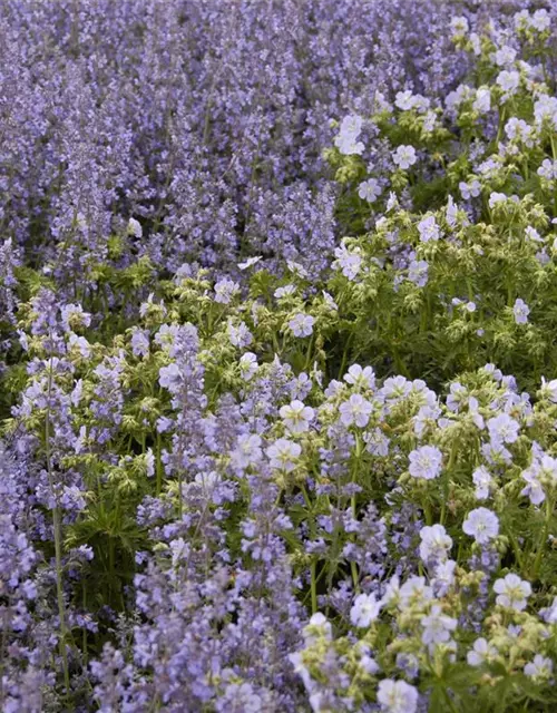 Garten-Blüten-Salbei 'Tänzerin'