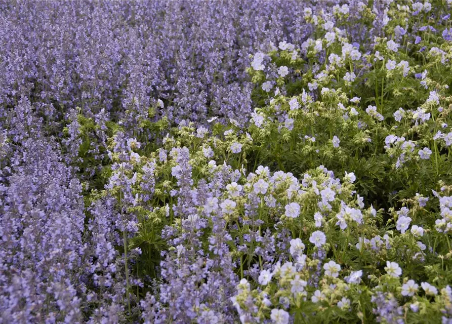 Garten-Blüten-Salbei 'Tänzerin'