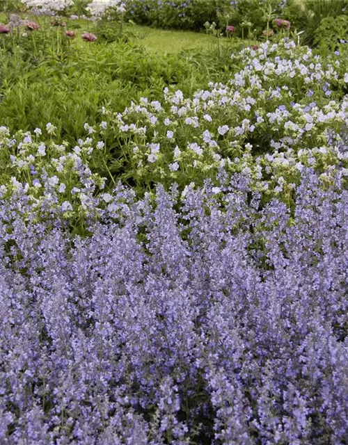 Garten-Blüten-Salbei 'Tänzerin'