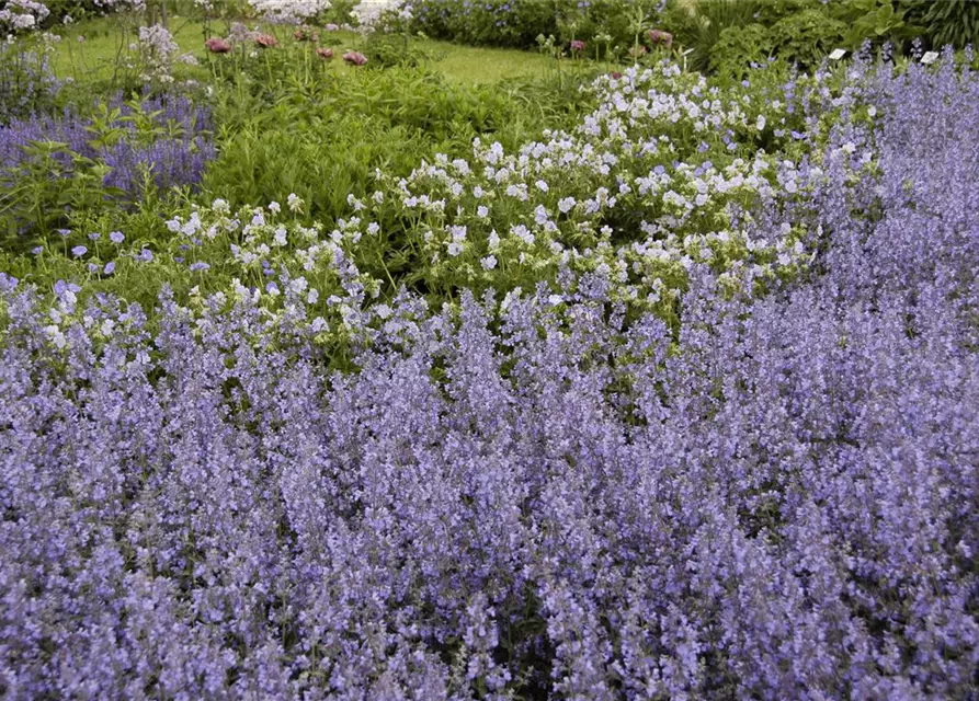 Garten-Blüten-Salbei 'Tänzerin'