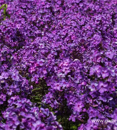 Hohe Garten-Flammenblume 'Blue Paradise'