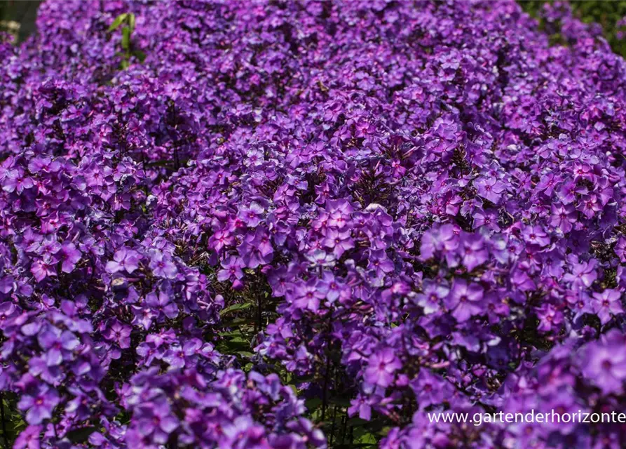 Hohe Garten-Flammenblume 'Blue Paradise'