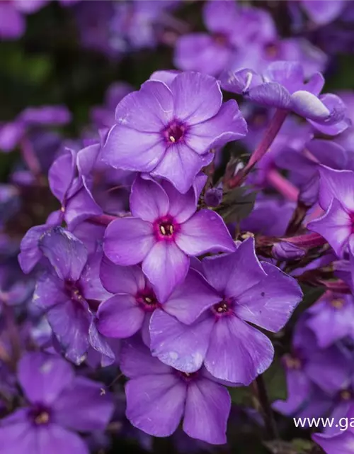 Hohe Garten-Flammenblume 'Blue Paradise'