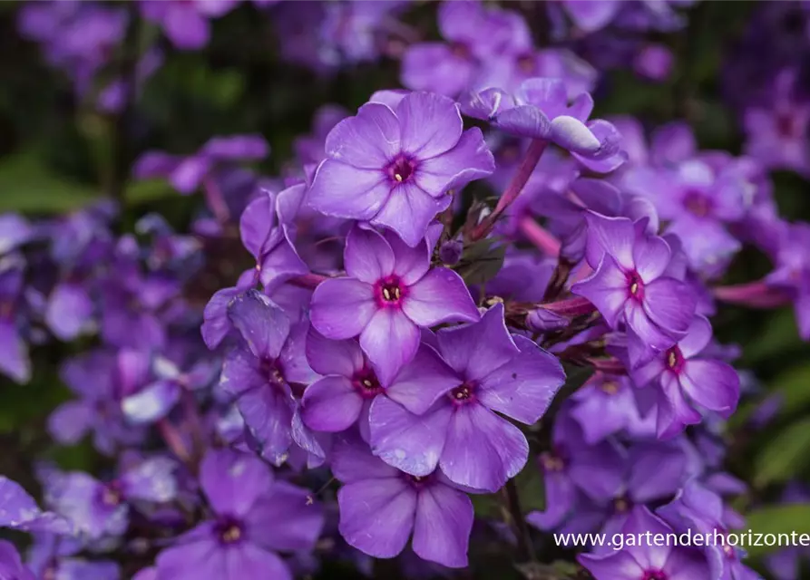 Hohe Garten-Flammenblume 'Blue Paradise'