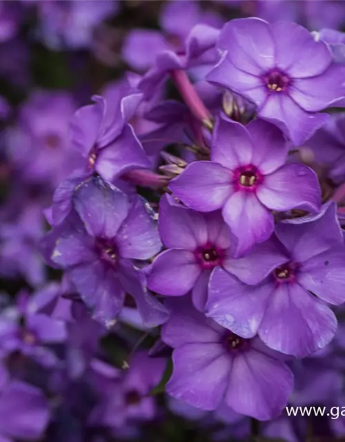 Hohe Garten-Flammenblume 'Blue Paradise'