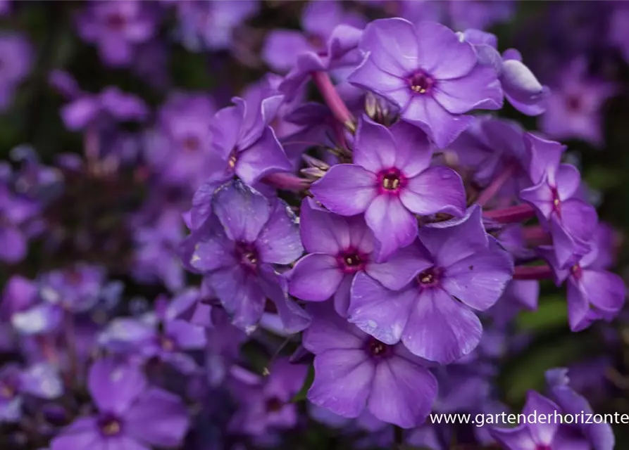 Hohe Garten-Flammenblume 'Blue Paradise'