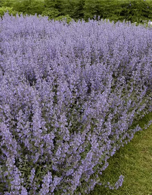 Garten-Blüten-Salbei 'Tänzerin'