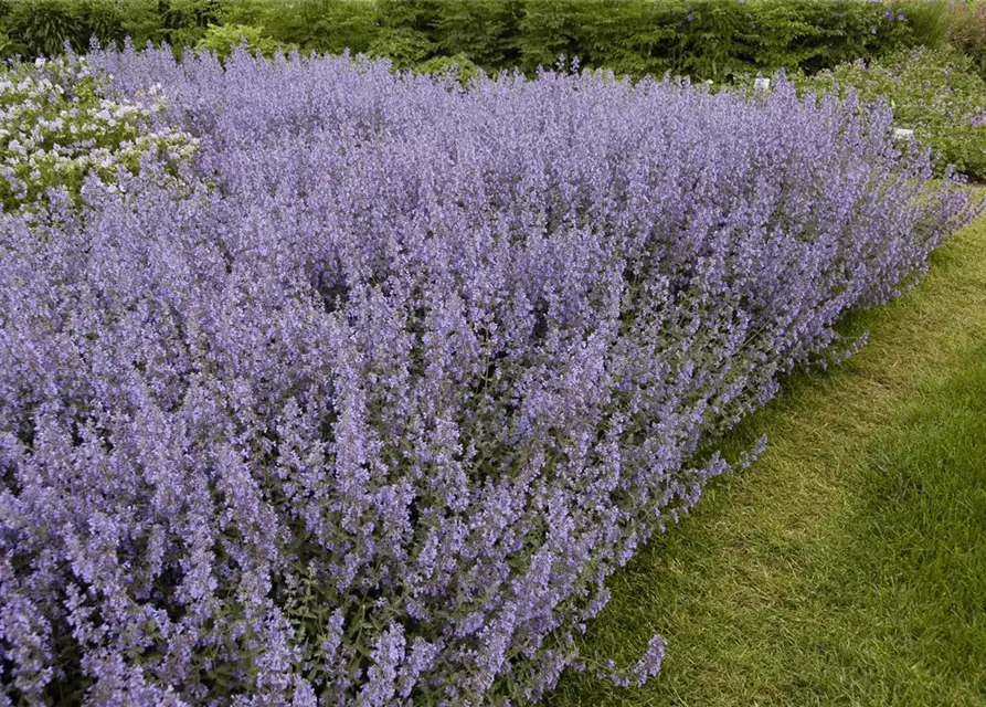 Garten-Blüten-Salbei 'Tänzerin'