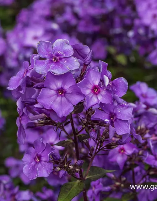 Hohe Garten-Flammenblume 'Blue Paradise'