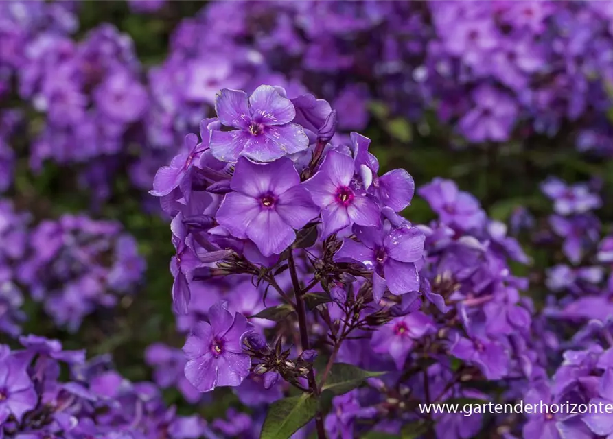 Hohe Garten-Flammenblume 'Blue Paradise'