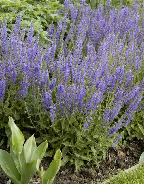 Garten-Blüten-Salbei 'Tänzerin'