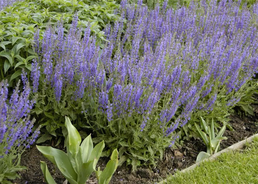 Garten-Blüten-Salbei 'Tänzerin'