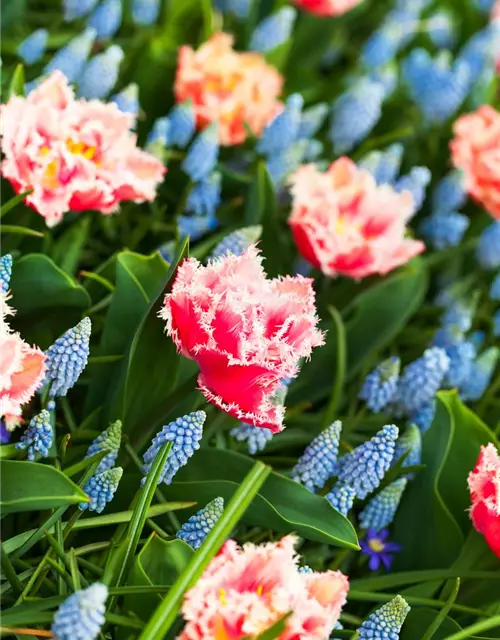 Gefranste Tulpe 'Queensland'