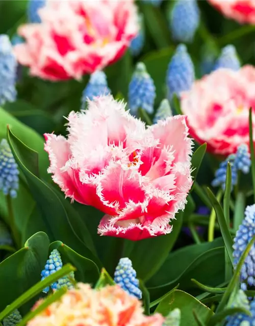 Gefranste Tulpe 'Queensland'