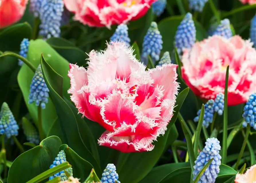 Gefranste Tulpe 'Queensland'