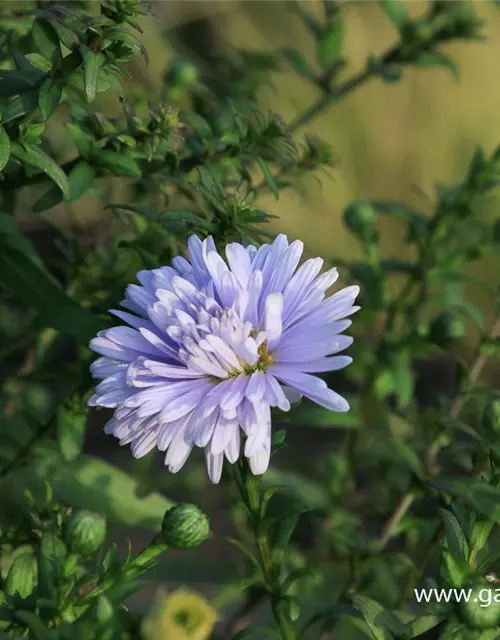 Glattblatt-Aster