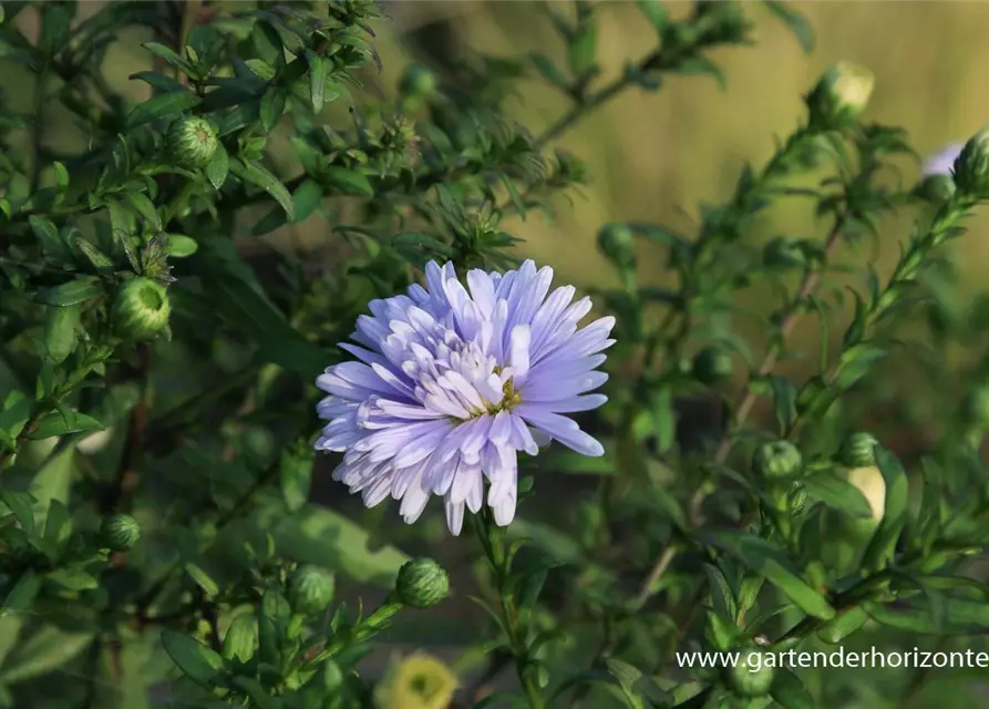 Glattblatt-Aster