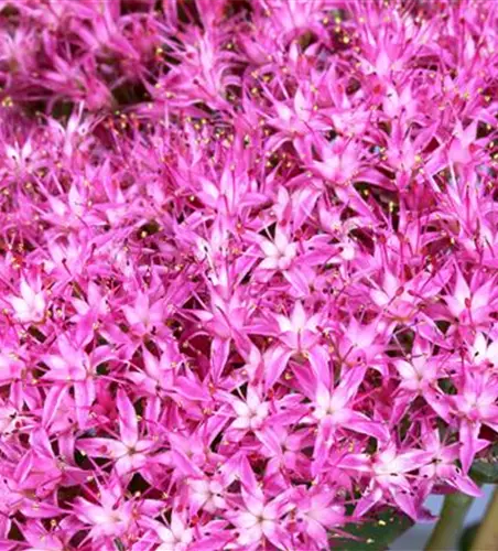 Großes Garten-Fettblatt 'Munstead Dark Red'