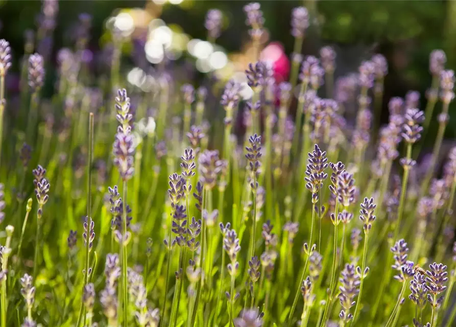 Echter Lavendel