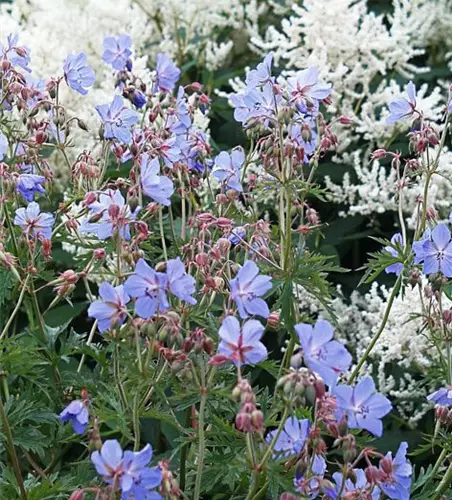 Geranium pratense