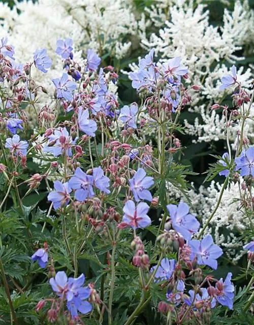 Geranium pratense