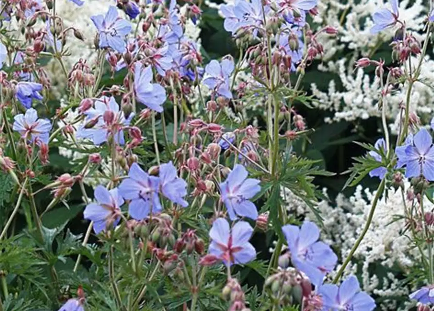 Geranium pratense