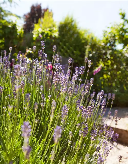 Echter Lavendel