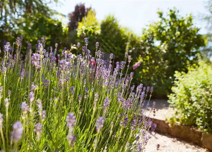 Echter Lavendel