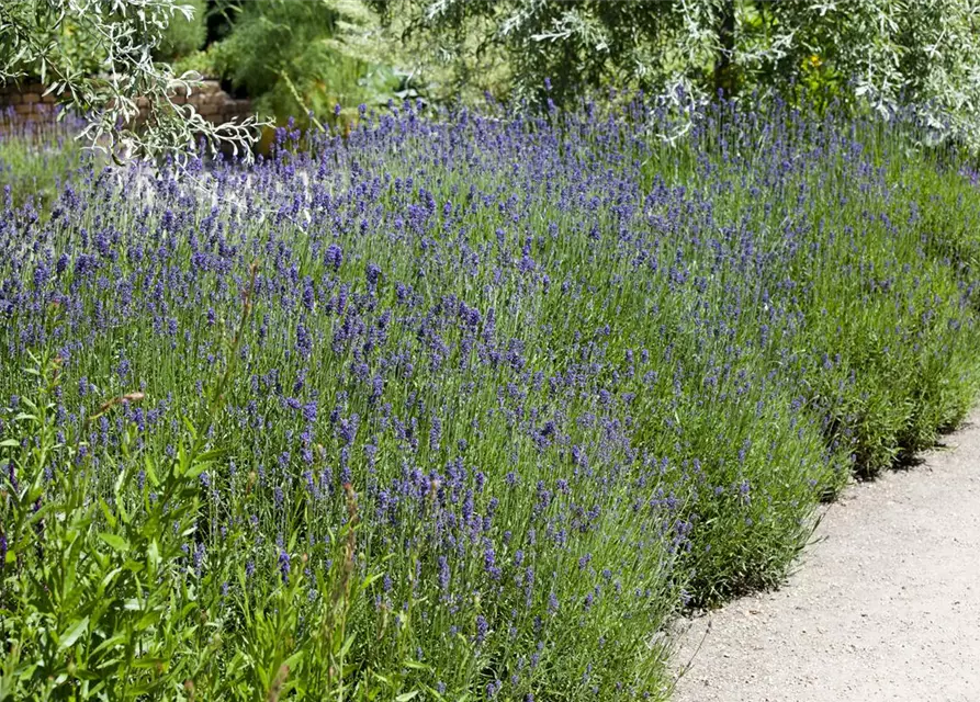 Echter Lavendel