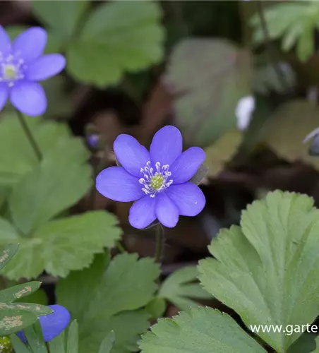 Gewöhnliches Leberblümchen