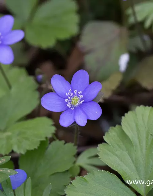 Gewöhnliches Leberblümchen