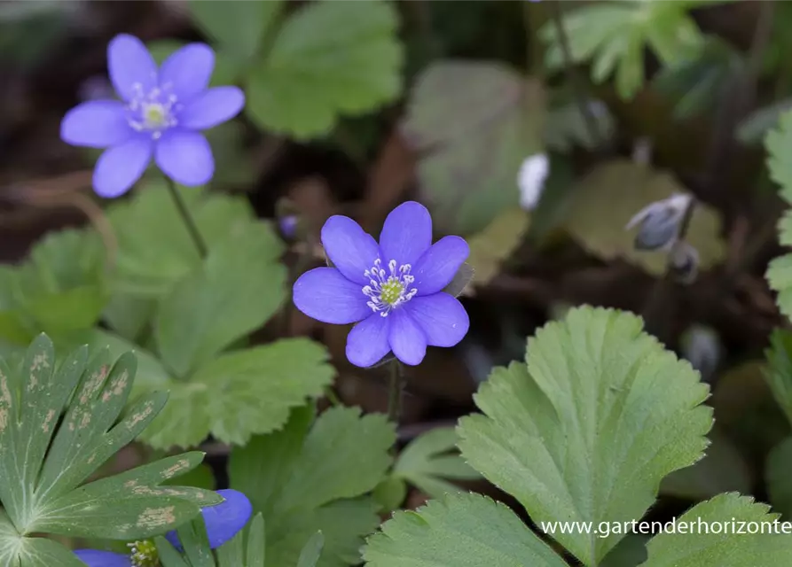 Gewöhnliches Leberblümchen