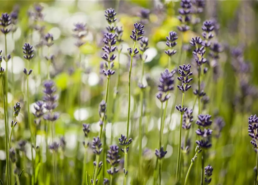 Echter Lavendel