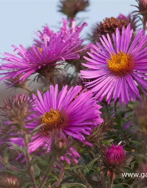 Garten-Raublatt-Aster 'Abendsonne'