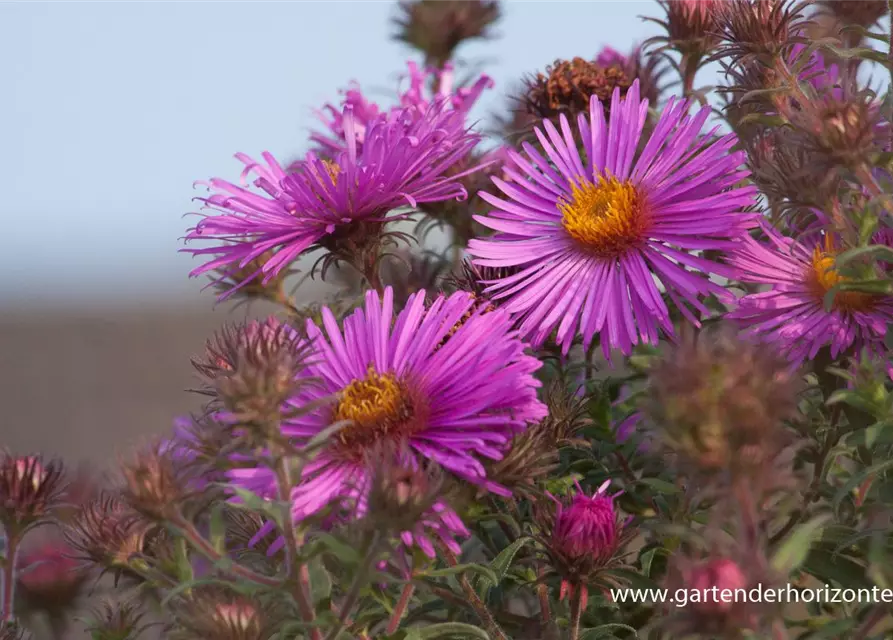 Garten-Raublatt-Aster 'Abendsonne'