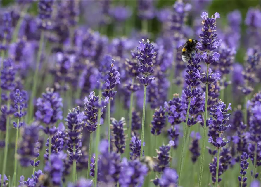 Echter Lavendel